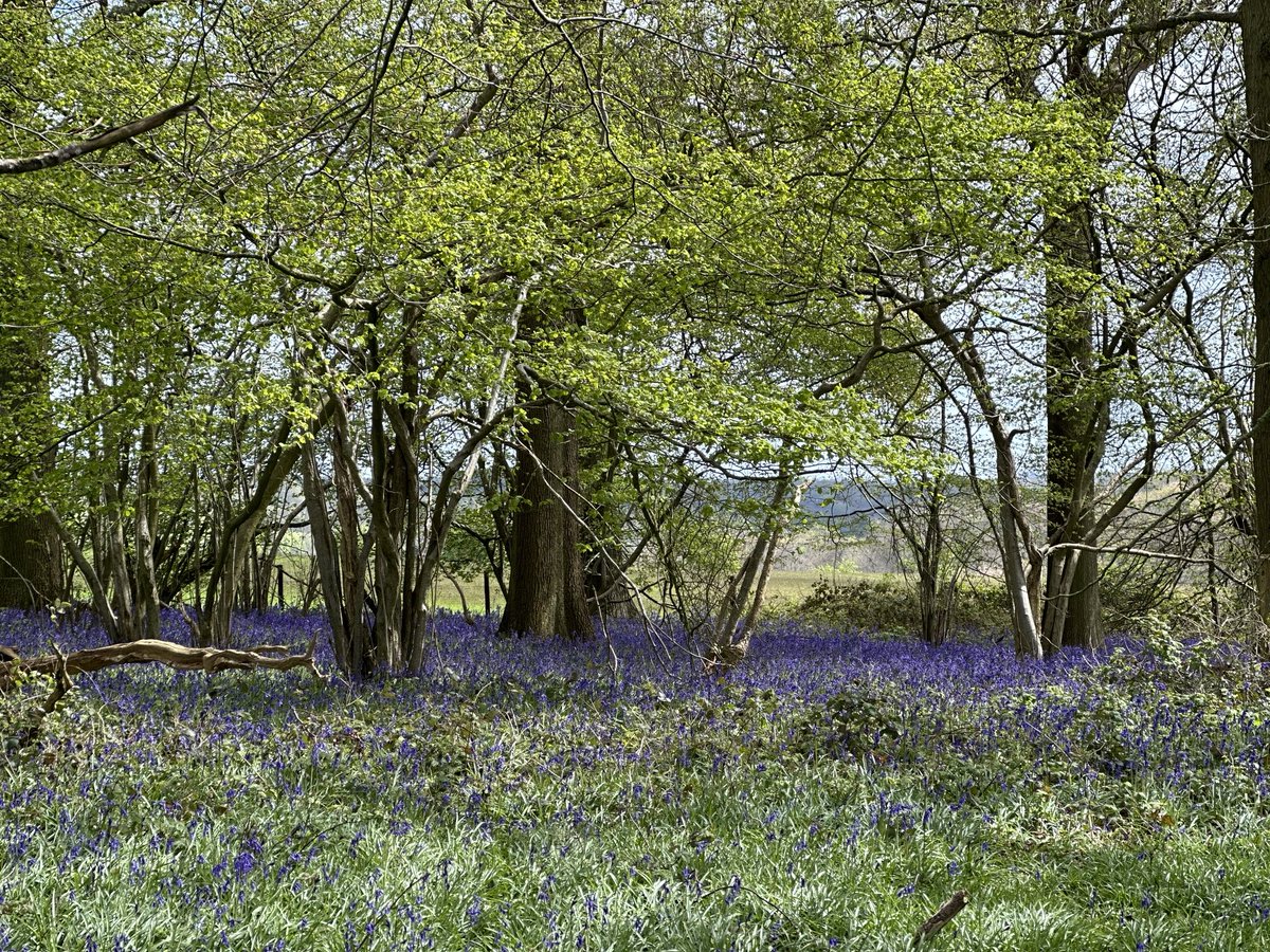 Bluebells & wild garlic on today’s walk… #bluebells #garlic #woodland #walk #chilterns