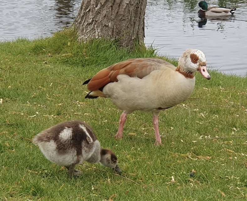 Egyptian goose