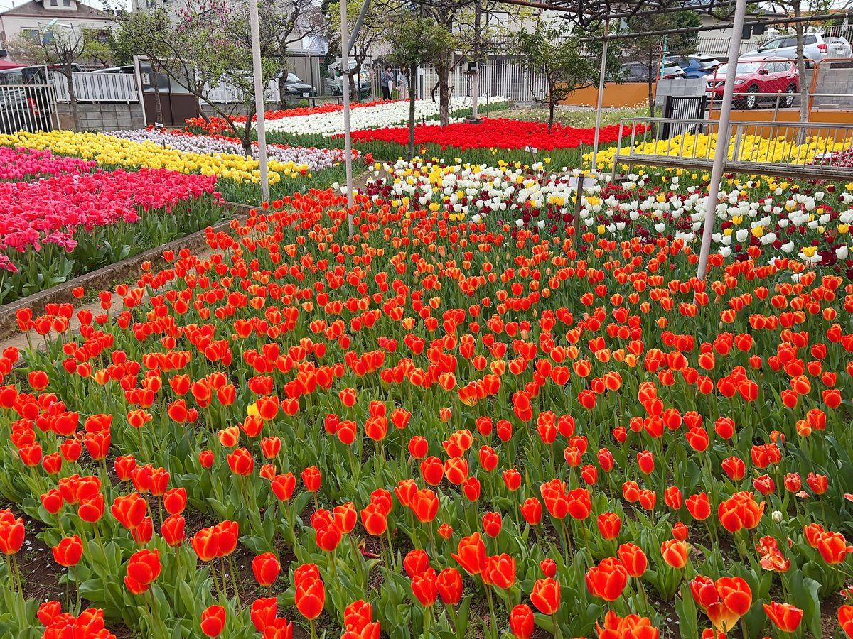 Numkangz's tweet image. ทิวลิป 3หมื่นกว่าดอก หน้าบ้านคุณตาญี่ปุ่น 🌷🌷🌷 ลงหัว ปลูกใหม่ทุกปี แต่ปีนี้เน้นโทนสีแดงเยอะจัง