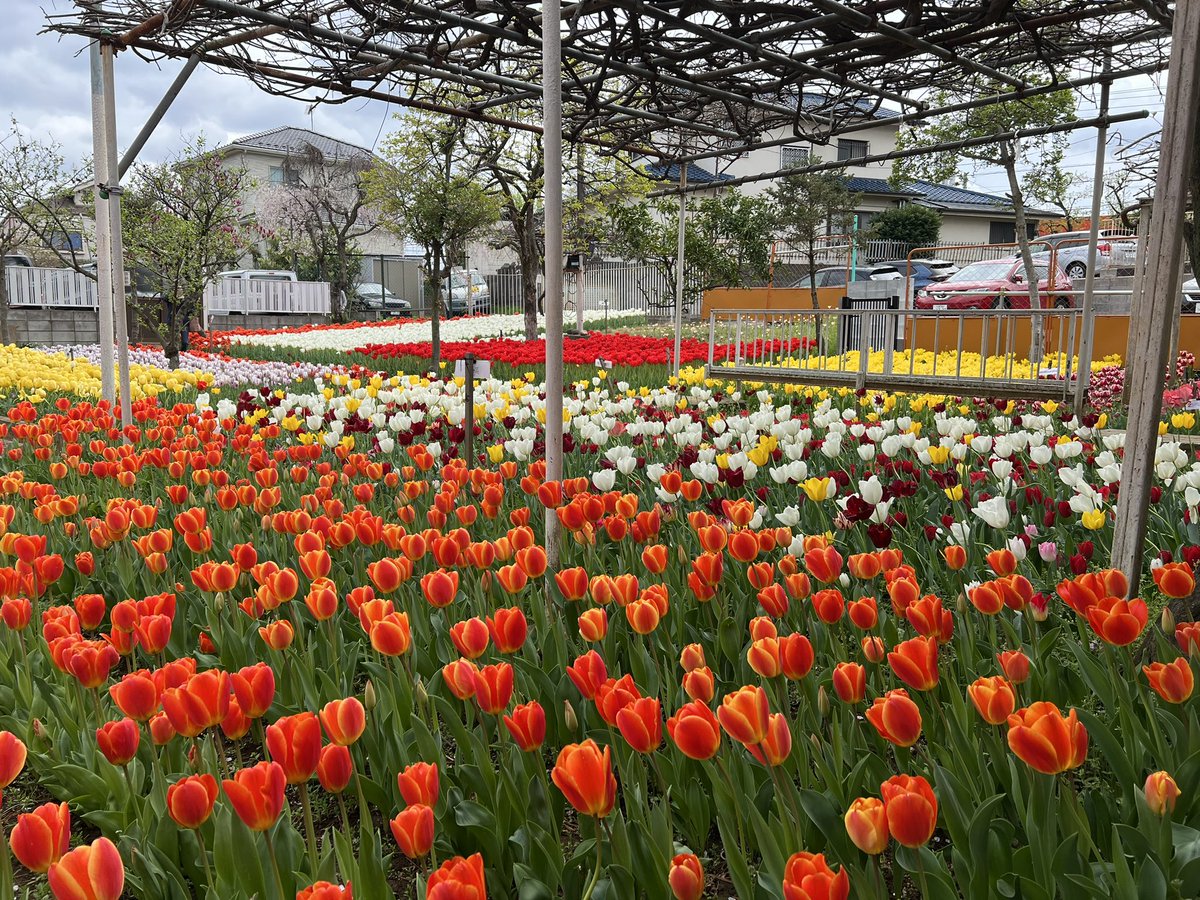 Numkangz's tweet image. ทิวลิป 3หมื่นกว่าดอก หน้าบ้านคุณตาญี่ปุ่น 🌷🌷🌷 ลงหัว ปลูกใหม่ทุกปี แต่ปีนี้เน้นโทนสีแดงเยอะจัง