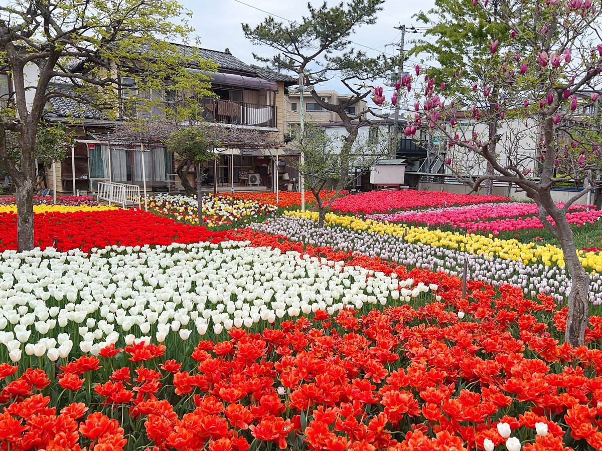 Numkangz's tweet image. ทิวลิป 3หมื่นกว่าดอก หน้าบ้านคุณตาญี่ปุ่น 🌷🌷🌷 ลงหัว ปลูกใหม่ทุกปี แต่ปีนี้เน้นโทนสีแดงเยอะจัง