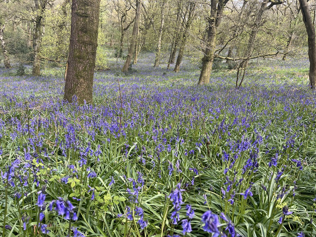 helengoth's tweet photo. You wouldn’t think I’m on the edge of Birmingham!! Love the #LickeyHills! Amazing skunk cabbage and #bluebells! 
#Worcestershire https://t.co/SyGE6bwR69