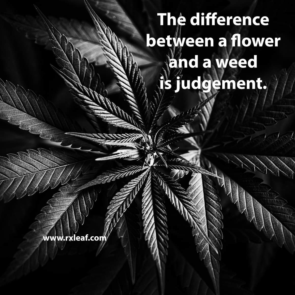 If the DOJ is really about Justice why is it standing by such a HUGE INJUSTICE AGAINST HUMANITY? Denying US a SAFER Option than Everything that surrounds US today, Why @Potus @VP @PressSec @MerrickGarlands  Is there no Justice in our DOJ? #DoNoHarm🇺🇲 #MakeItRight⚖️
#SaveUS🙏🏼 💚👍🏼