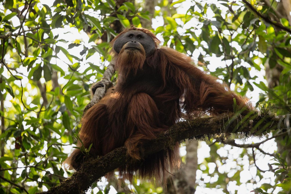 Action for Tapanuli Orangutans who are in grave danger of extinction. rainforest-rescue.org/petitions/1139… @RainforestResq