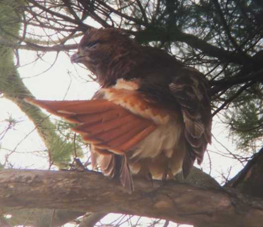 CornellHawks tweet picture