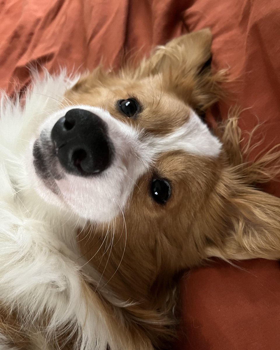 _CorgiCraze's tweet photo. This is Peanut! What did you name your corgi? 
#corgiproud #dogmom #doglover #corgiaddict https://t.co/35KDgfIvzu