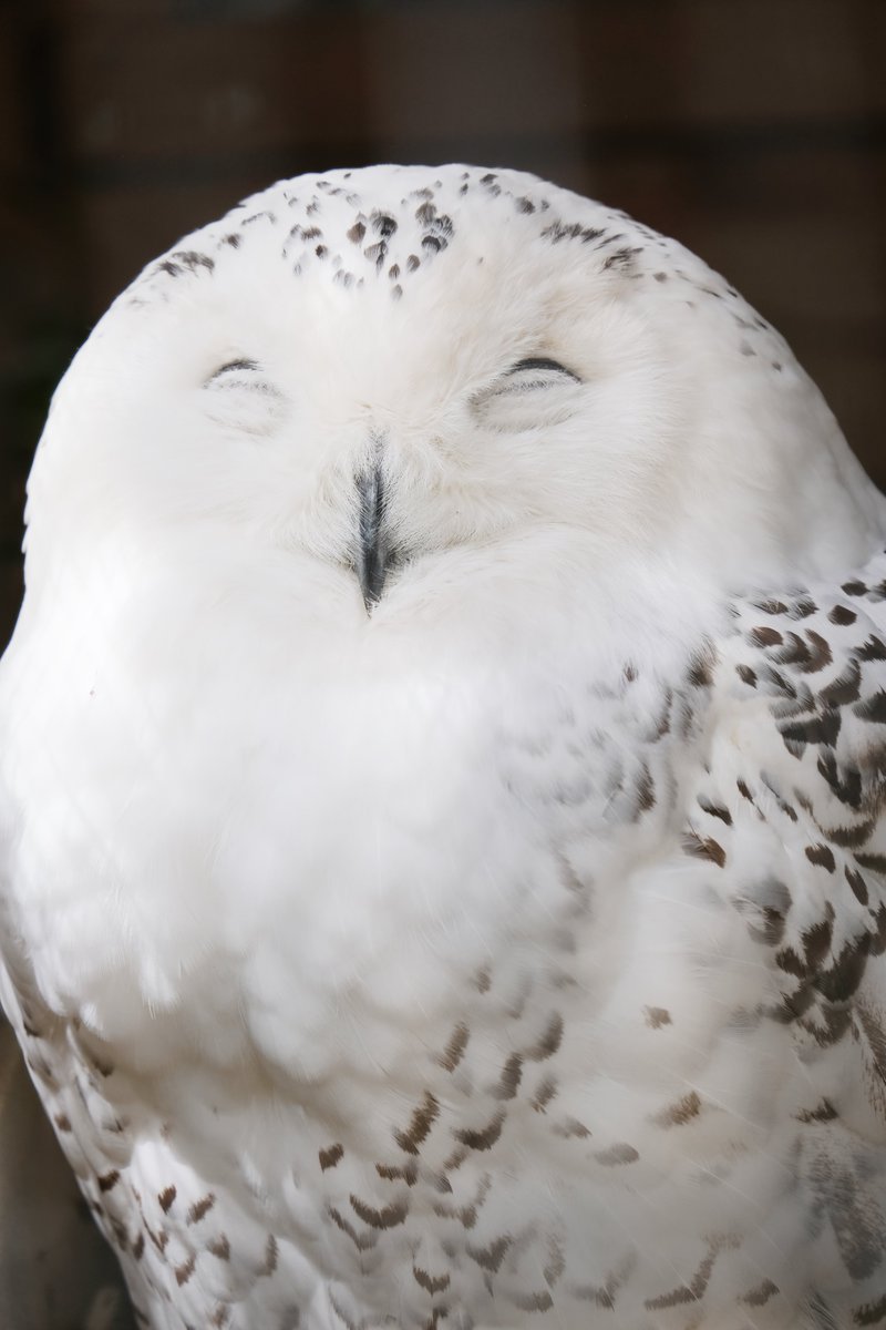 #シロフクロウ #SnowyOwl 
#埼玉県こども動物自然公園 #zoo 
#写真好きな人と繋がりたい 
#photograph #photography 
#FUJIFILM #fujifilm_xseries #xs10 
にっこり