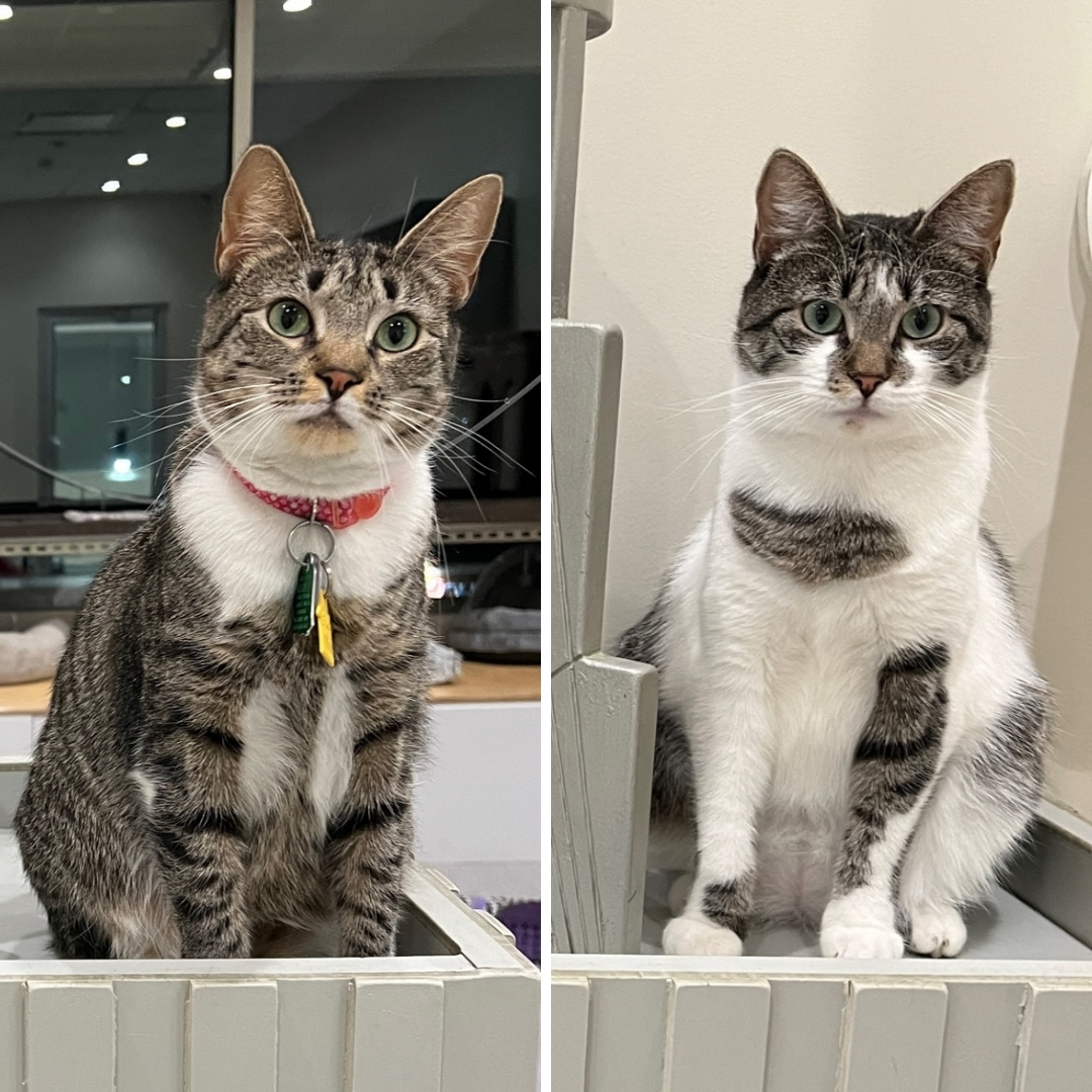 One-year-old sisters Tilly (#H212144) and Tammy (#H212145) were delivered to our care by a local rescuer. An experienced family with older children would help build their confidence and provide them the consistency this duo needs. #GetYourRescueOn #Adopt #BiancasFurryFriends