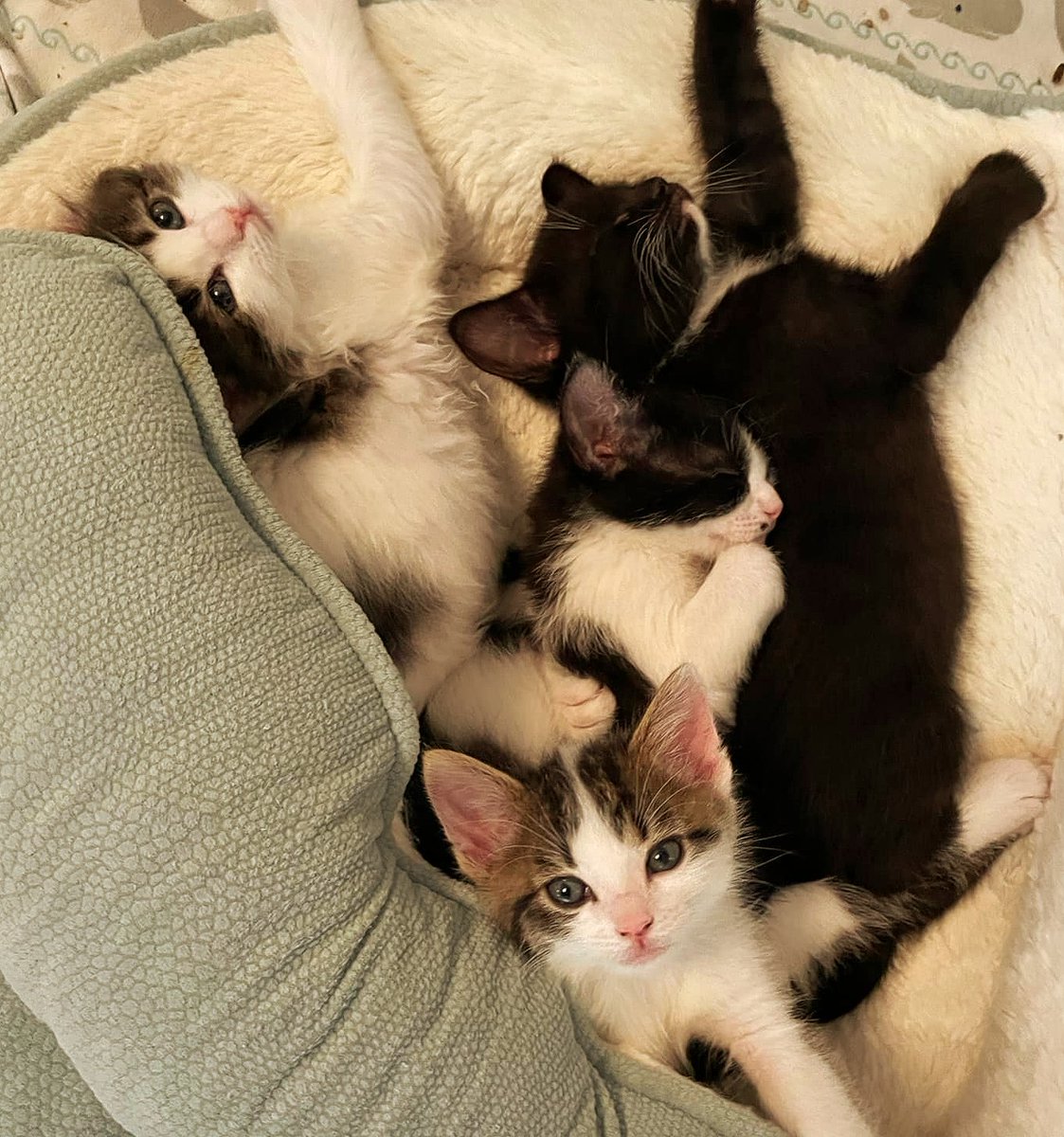 'Wake not a sleeping cat.'~ French Proverb 
Please supPURRt our mission to help the many #tinybutmighty in our care like these cuties from 2022.
bigdayofgiving.org/organization/i…
#savinglives #adoptdontshop #kittens #fosters2022 #ittakesavillage #gratitude #BDOG2024