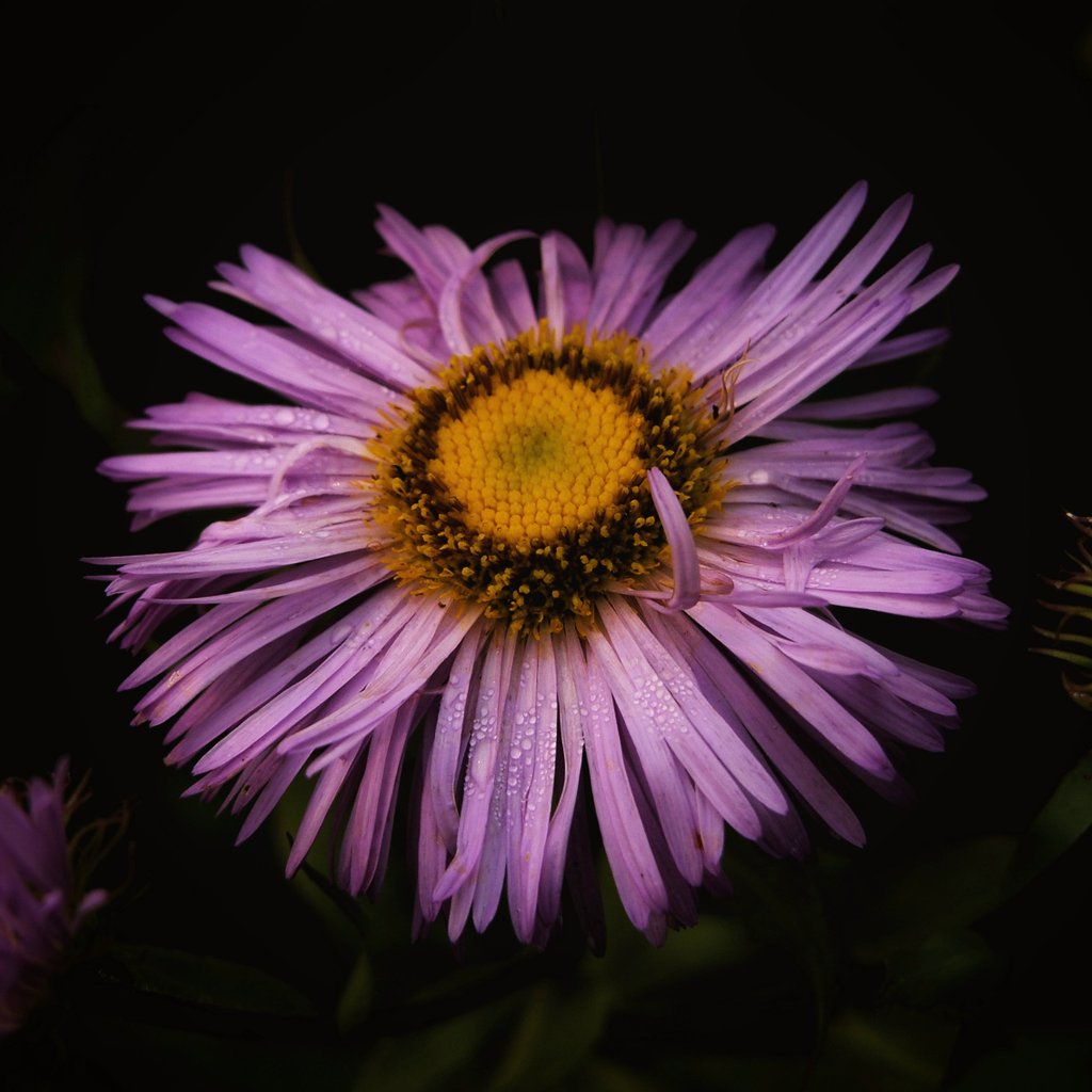 A bit late for #FlowersOnFriday ... actually it's late by a lot as this photo is from last July. #flowers #plants #gardens #photography #Cariboo #BritishColumbia