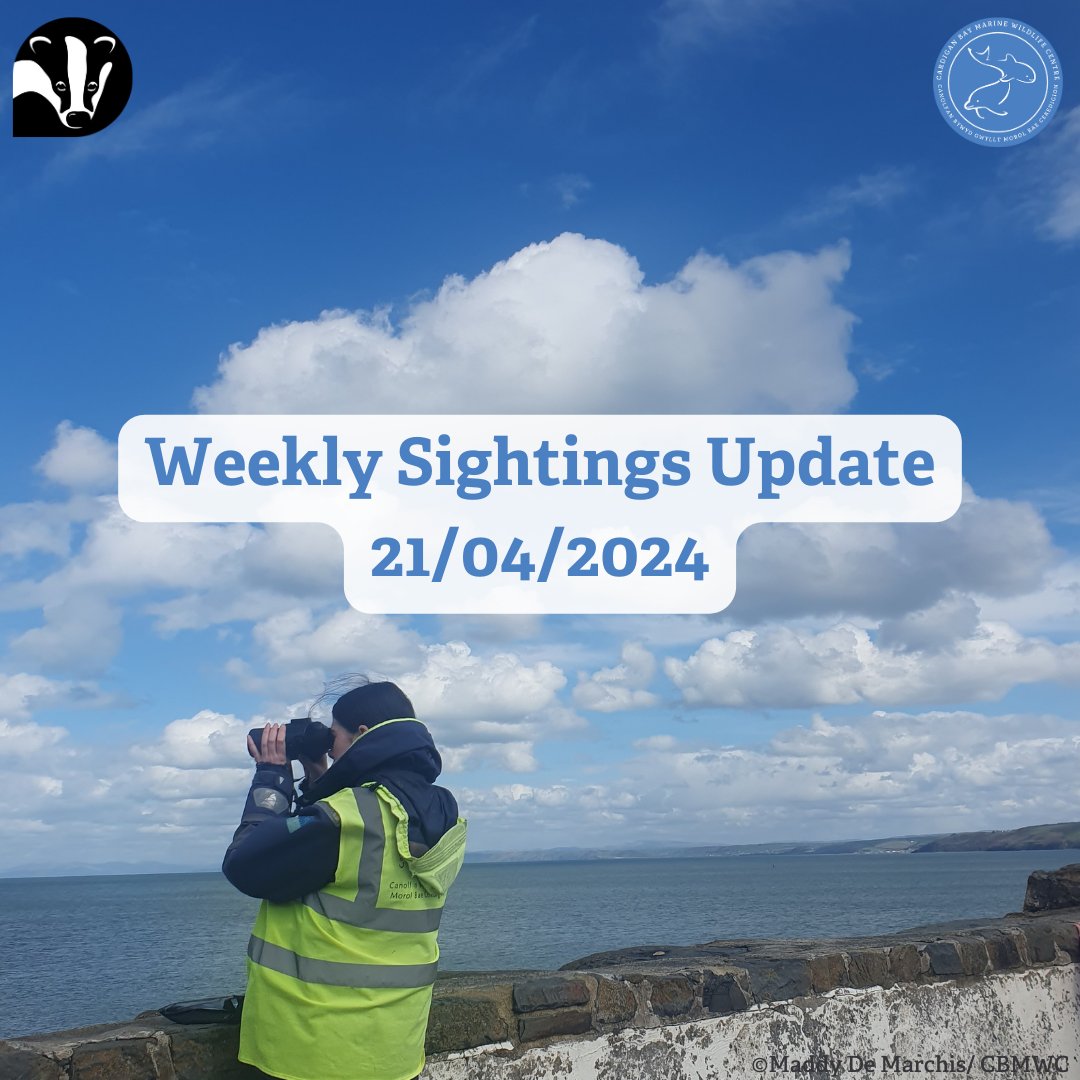 👀 Weekly Sightings Update 🌊🧑‍🤝‍🧑 This week our #MarineConservation volunteers carried out 24 #DolphinWatch surveys! There were no marine mammal sightings until Thursday, however the end of the week had some incredible bottlenose dolphin sightings!🐬 @WTWales @WTSWW