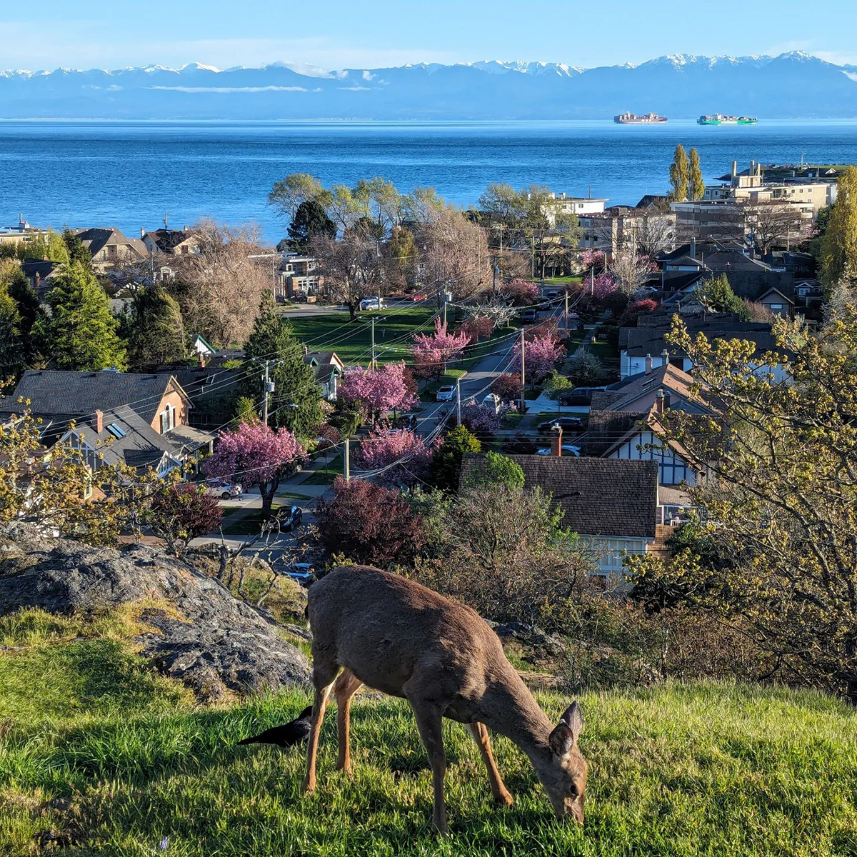 Does anything exude ‘Spring in the Pacific Northwest’ quite like this serene shot overlooking Dallas Road?

📍: Moss Rock Park
📸: sn_raj (IG)

#explorevictoria #pacificnorthwest #springtime #olympicmountains #mossrockpark