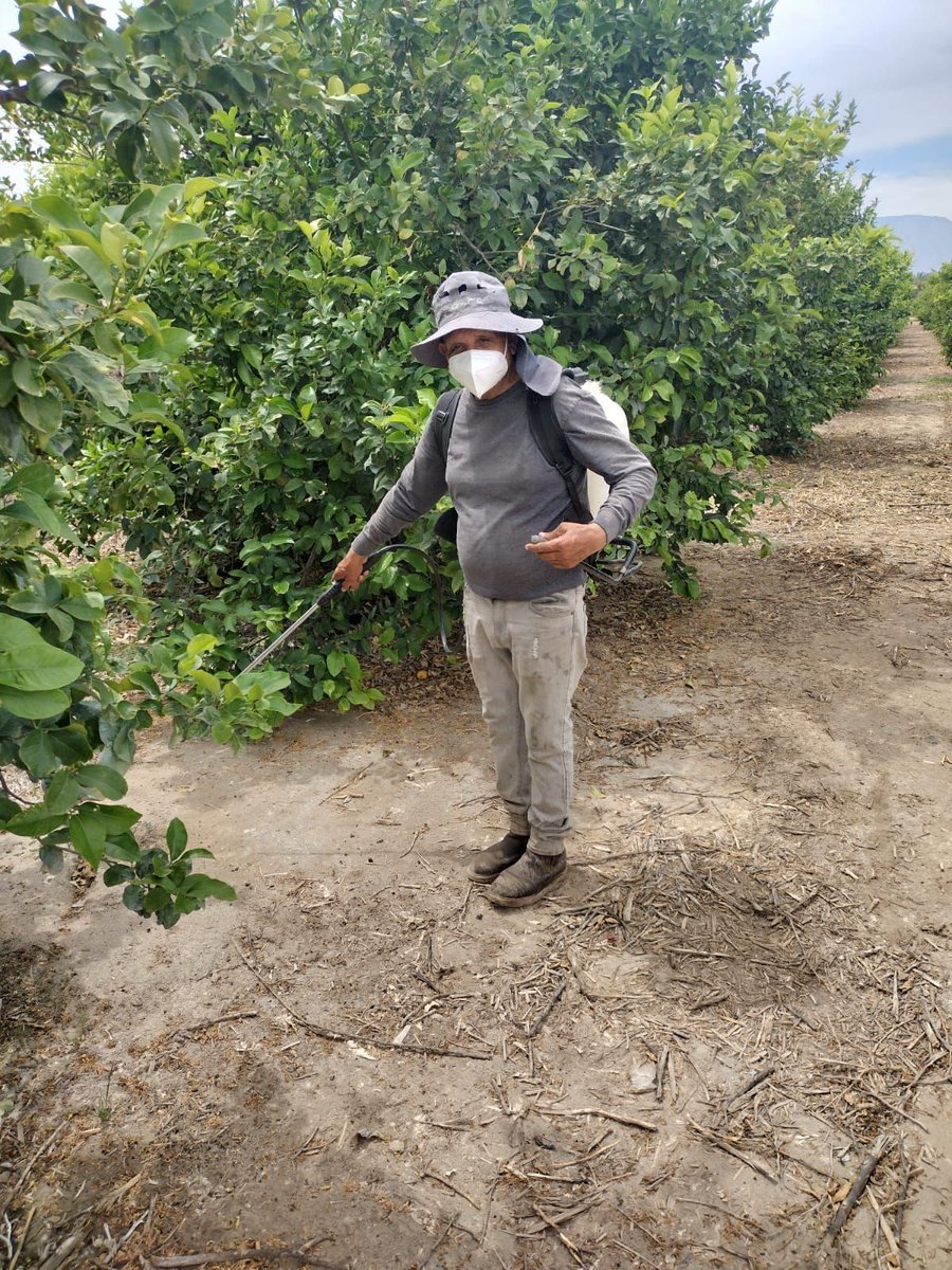 The real #Coachella isn't a music festival. It's hard working farm workers like Jorge who today is laboring in a lemon orchard spraying weeds. He shares, 'Today isn't very hot - it's just 90° - but it's going to go up to 117° soon.' #WeFeedYou