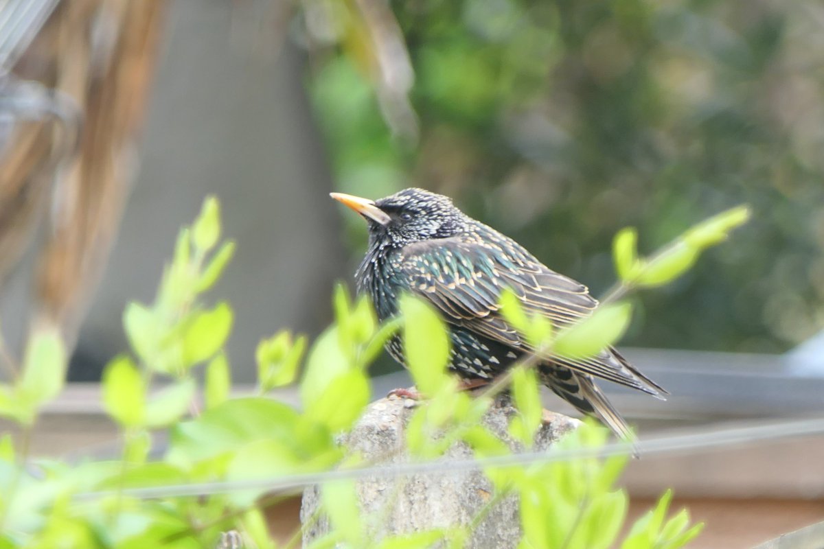 Nesquik1962's tweet photo. This probably won't seem a big deal to others but these guys having missing from my garden for 5 months now. The occasional flyover but no visits. I'm hoping he tells his friends I am still here I miss them. #Starling https://t.co/kUYSIGjN7H