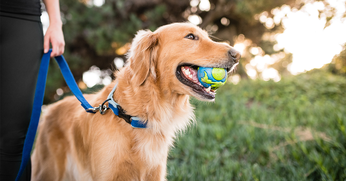 Earth Day is approaching, and the weather's purrfect for some outdoor fun! We've got the ulti-mutt guide to celebrating Earth Day🌎 with your furry sidekick. 🐾

Read the blog and unleash the fun! ➡️  hsmo.org/celebrate-eart…

#EarthDay #FureverFriends #EcoPaws #GetOutside #AMCMA