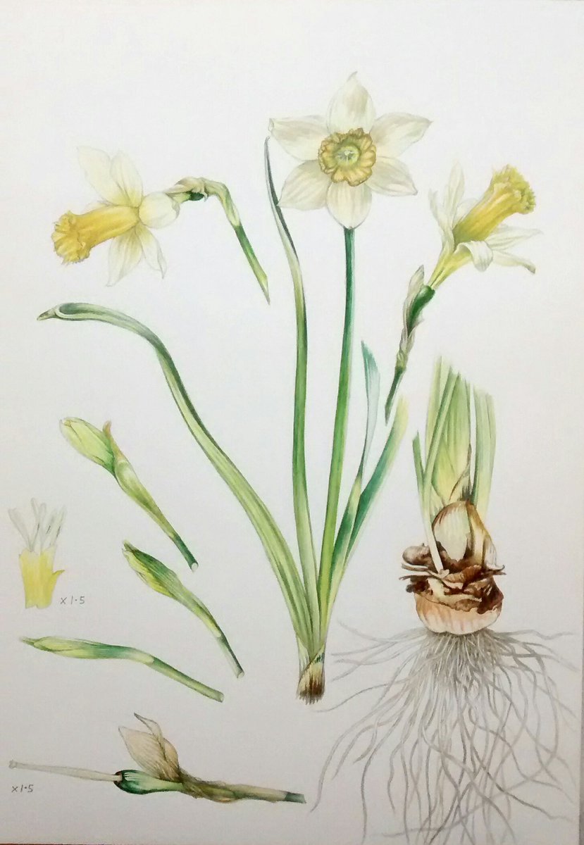 Narcissus studies Watercolour & pencil #flowers #plants #painting #Saturday #artistonX #artist #artistoninstagram