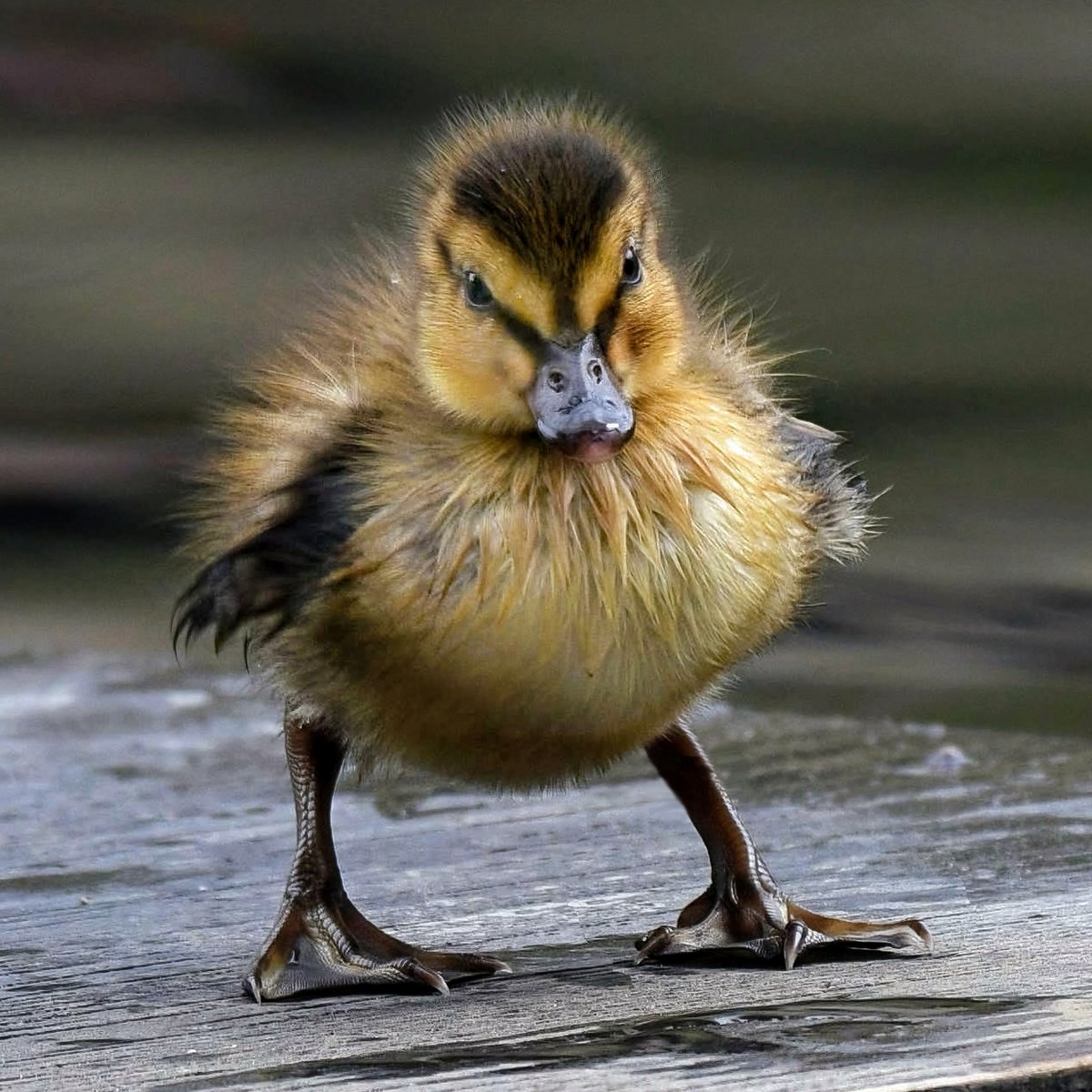 Don't bet against this plucky duckling, a true survivor, the last remaining of seven, guarded well by its two devoted parents on Central Park's Conservatory Water. #birdcpp