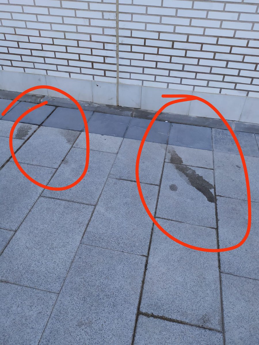 MaikaAlvarez2's tweet photo. Buenas tardes

Os paso la situación insalubre que tenemos en El Cañaveral (Madrid), los peques no pueden jugar al balón en la calle. No se puede pasear sin pisar suciedad. Hay miles de bichos y bacterias. Una pena que un barrio tan nuevo este tan sucio y descuidado  @Lineamadrid https://t.co/QllpnQm2y8