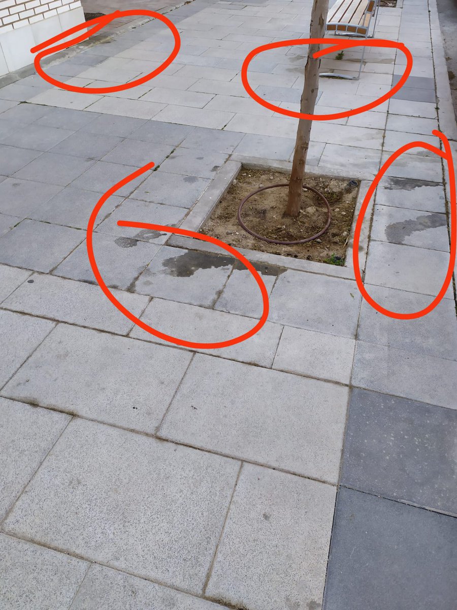 MaikaAlvarez2's tweet photo. Buenas tardes

Os paso la situación insalubre que tenemos en El Cañaveral (Madrid), los peques no pueden jugar al balón en la calle. No se puede pasear sin pisar suciedad. Hay miles de bichos y bacterias. Una pena que un barrio tan nuevo este tan sucio y descuidado  @Lineamadrid https://t.co/QllpnQm2y8