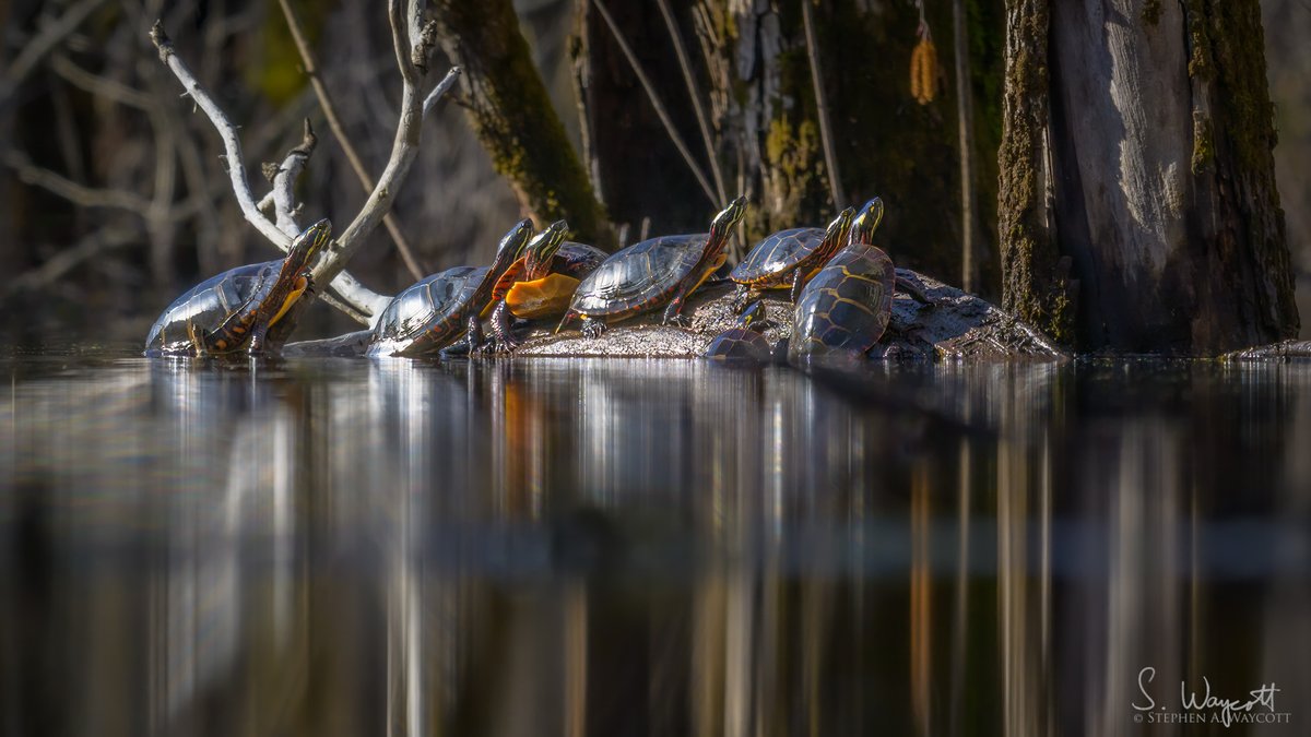 A group of Eastern Painted Turtles hanging out on a fine basking morning.

#NewBrunswick, Canada
April 2024

#turtles #nature #wildlife #photography #naturephotography #wildlifephotography #Nikon #Z9 #Nikkor180600