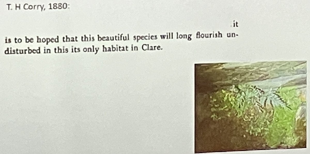 Inspiring talk by @CathainDonncha on refinding Fern records in Clare from old historic records. Gr8 example of refinding Killarney Fern recorded by botanist Corry frm 1880 who sadly died at age of 23 out in field 😞. Refinds can tell us abt change. #BSBISpringConference
