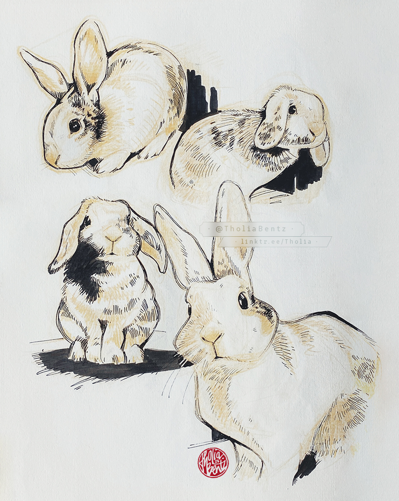 Rabbit sketch studies! Love bunnies 🐇💛 · Pencil & ink on Paperblanks sketchbook ·