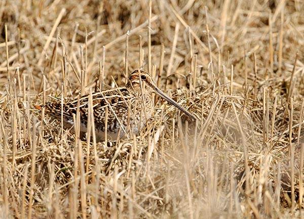 A Wilson's snipe hiding in the long dead grass.

Buy the photo here: fineartamerica.com/featured/wilso…

#WildlifePhotography #NaturePhotography #Nature #PhotographyIsArt #Photography #fotografie #Natuur #Birdwatching #GiveArt #Giftidea
#AYearForArt #BuyIntoArt #Birds #Vogel #BirdTwitter