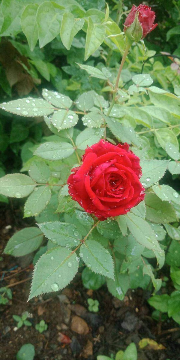 arej007's tweet photo. افلاطون کہتا ہے:
"اگر کوئی آپ کو نظر انداز کرتا ہے تو وہ آپ سے اپنی زندگی چھوڑنے کو کہتا ہے"

اور شیکسپیئر کہتا ہے:
"اگر کوئی آپ کو نظر انداز کرتا ہے تو جان لیں کہ آپ اس کے لیے ��ب سے اہم ہیں"

اور دوستوفسکی کہتا ہے:
"اگر کوئی آپ کو نظر انداز کرتا ہے تو جان لیں کہ آپ کی کامیابی اسے بہت پریشان کرتی ہے"

تو آپ کس سے متفق ہیں...؟!
#TSTTPD #Bitcoin #런쥔이왔당