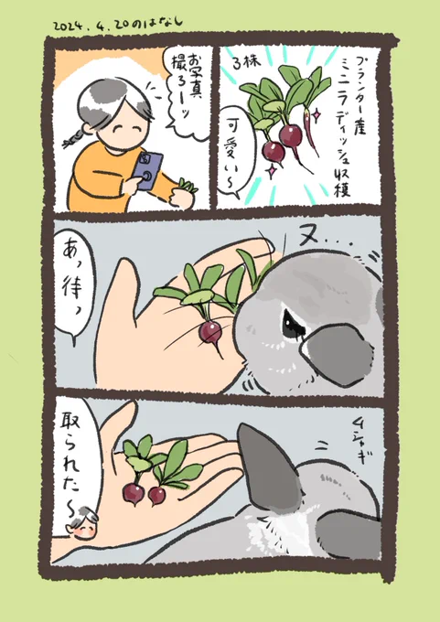目にも止まらぬ早業!怪盗 rabbit…!

#うさぎのいる生活 