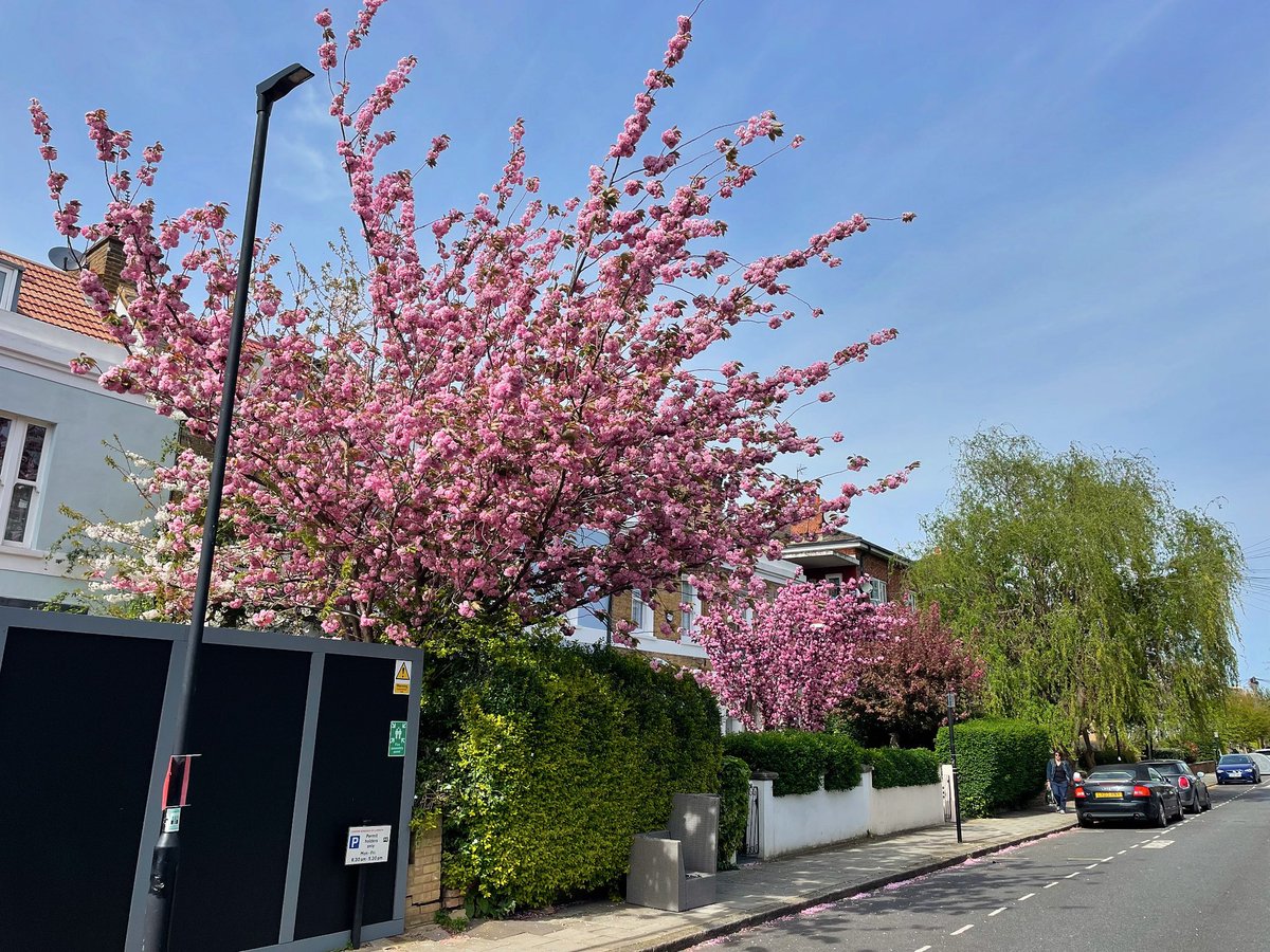 I love it when my neighbours try and out pink each other 🌸

#pink #blossom #pinkblossom #neighbours #poetscorner #hernehill