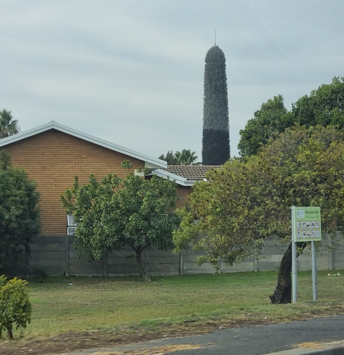 This is not AI. An actual cellphone tower in Belville, Cape Town.