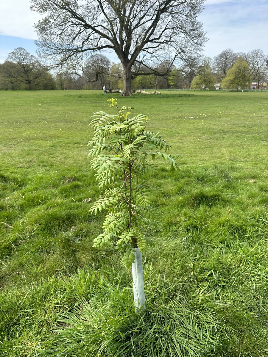 One year on since almost 1000 new trees were planted in #ClarkeGardens.❤️🌳 It’s amazing to see the growth and different varieties. Thank you @merseyforest for working with myself and the Parks team on planting these in #Springwood. #SpringwoodMatters #OurCommunityMatters