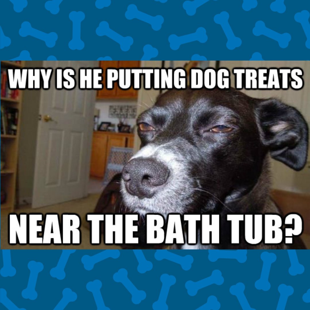 'Hmm, that's weird...' 😂😂😂

 #dogsmeme #dogmeme #dogbath