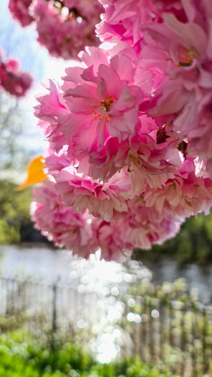 Sun beating through the petals of the blossom this morning. 
<a href="/ThePhotoHour/">#ThePhotoHour</a> #Musselburgh #blossom #spring