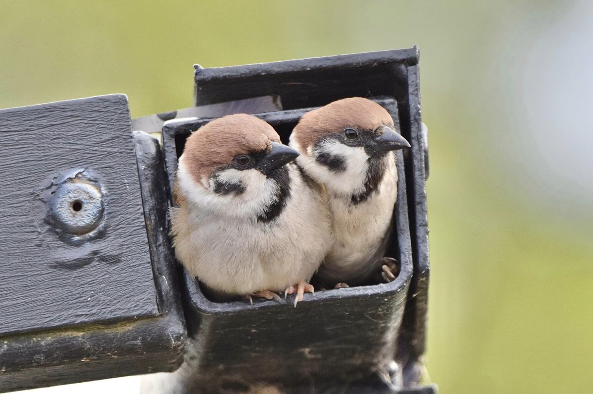 We certainly weren't looking for nesting Tree Sparrows in this place! These two have picked our bike shelter as their home for this year... 🐦🐣 📸 James Davies