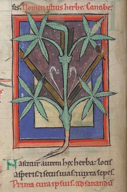 Medieval marijuana, from a 12th-century medical and herbal collection: buff.ly/3aoGaJT The Latin at the bottom reads: 'Grows but in waste places, and at roadsides, and along hedges. The very best medicine for healing.' #Happy420 #fourtwenty #420day