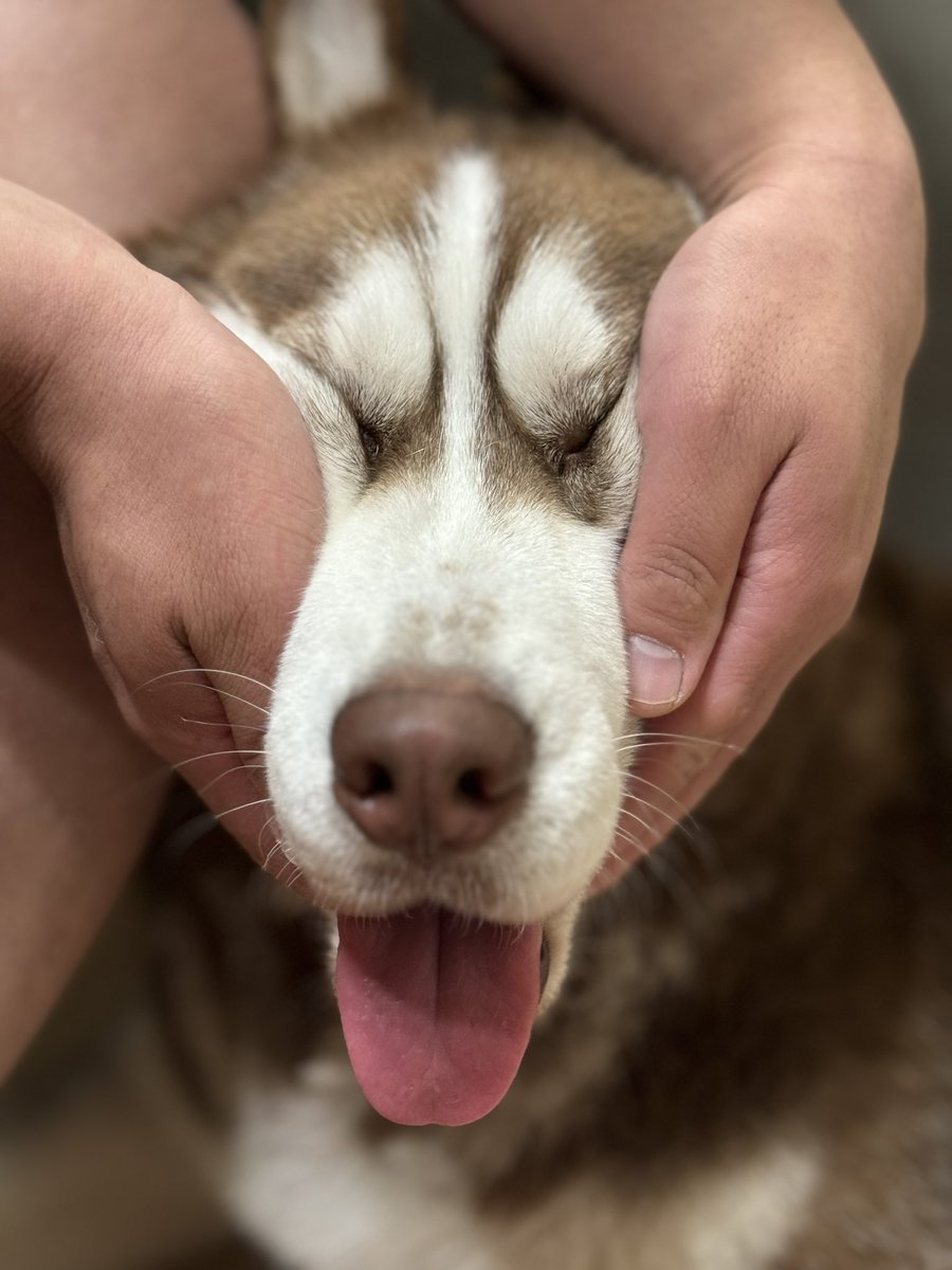 明日は同じ犬舎のハスキー会❗️兄弟たち会えるよ🐕