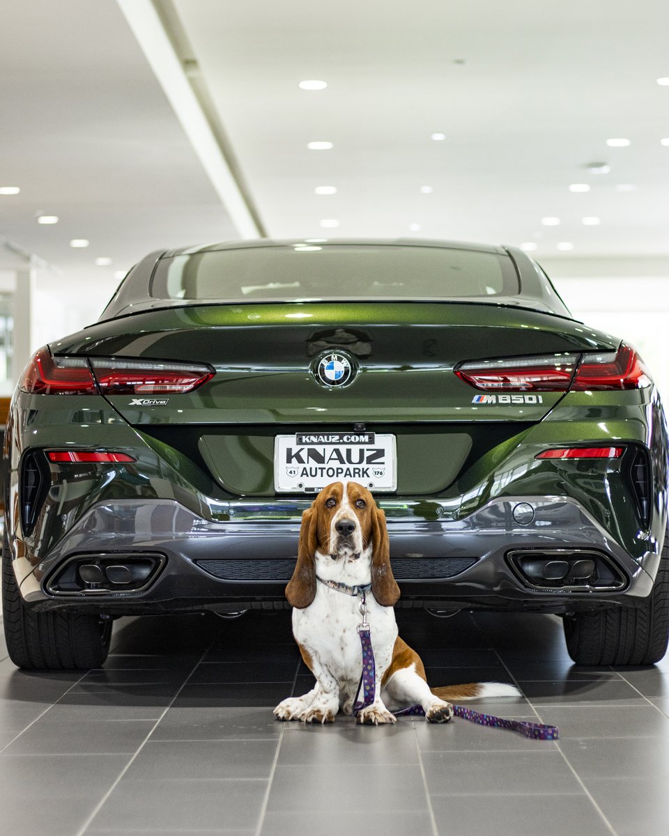 Neck-breaking, tail-wagging style! 🐕 #BMW #M850i #BassetHound