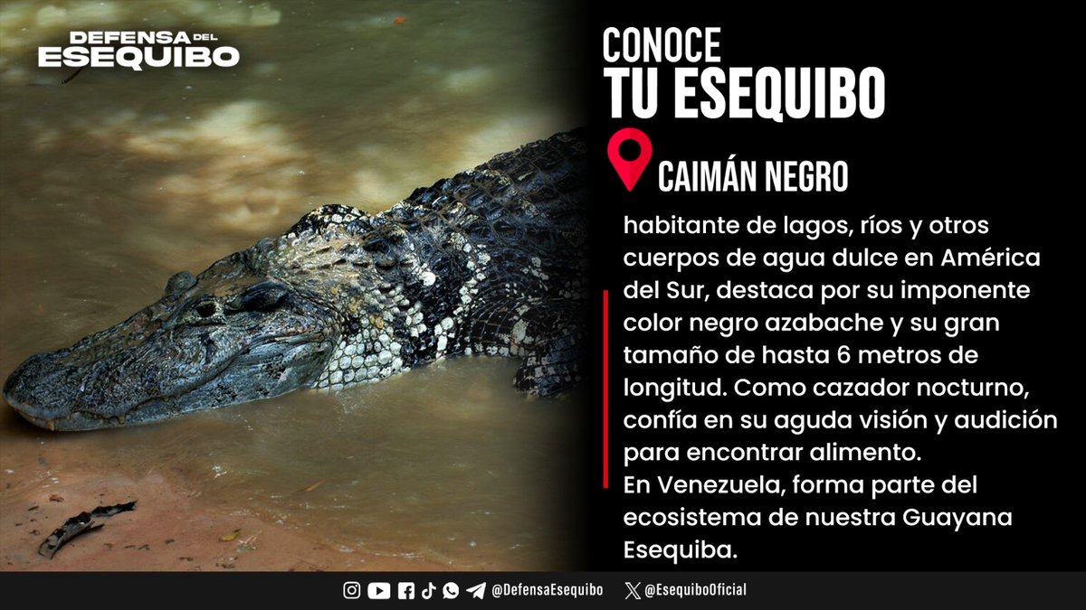 El #CaimánNegro vive en lagos, ríos de movimiento lento y otros hábitats de agua dulce en #AméricaDelSur, principalmente en la cuenca del Amazonas. 

Este depredador negro azabache, que puede llegar a medir 6 metros, forma parte del ecosistema de nuestra #GuayanaEsequiba

#20Abr