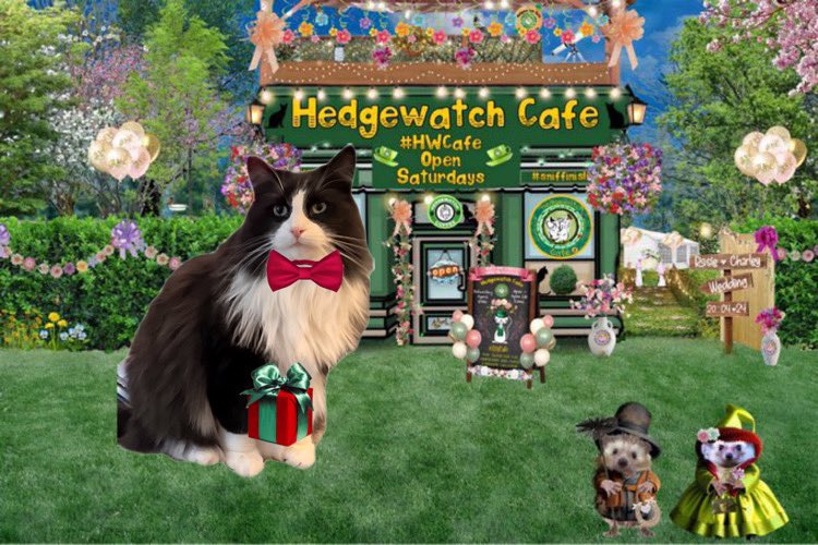 #CharleyAndRosie #HWCafe #hedgewatch #CatsofTwittter #CatsOfX I took the bridal portal and have arrived at the cafe. The atmosphere is so joyful and everyone is so well turned out. I’m glad I always have my tux on. @Kas08673323 @bambamellis
