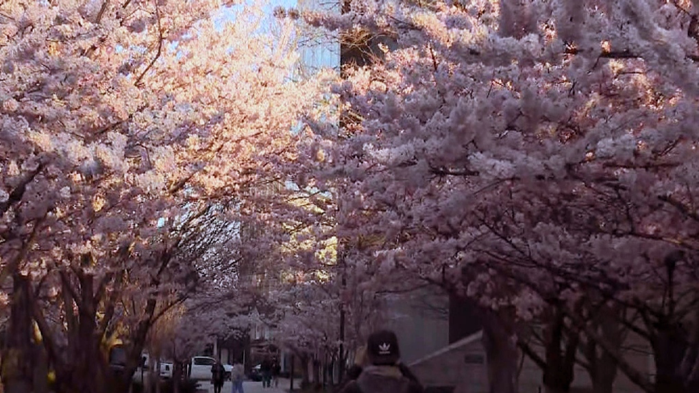 Toronto cherry blossoms in High Park expected to reach peak bloom Monday toronto.ctvnews.ca/toronto-cherry…