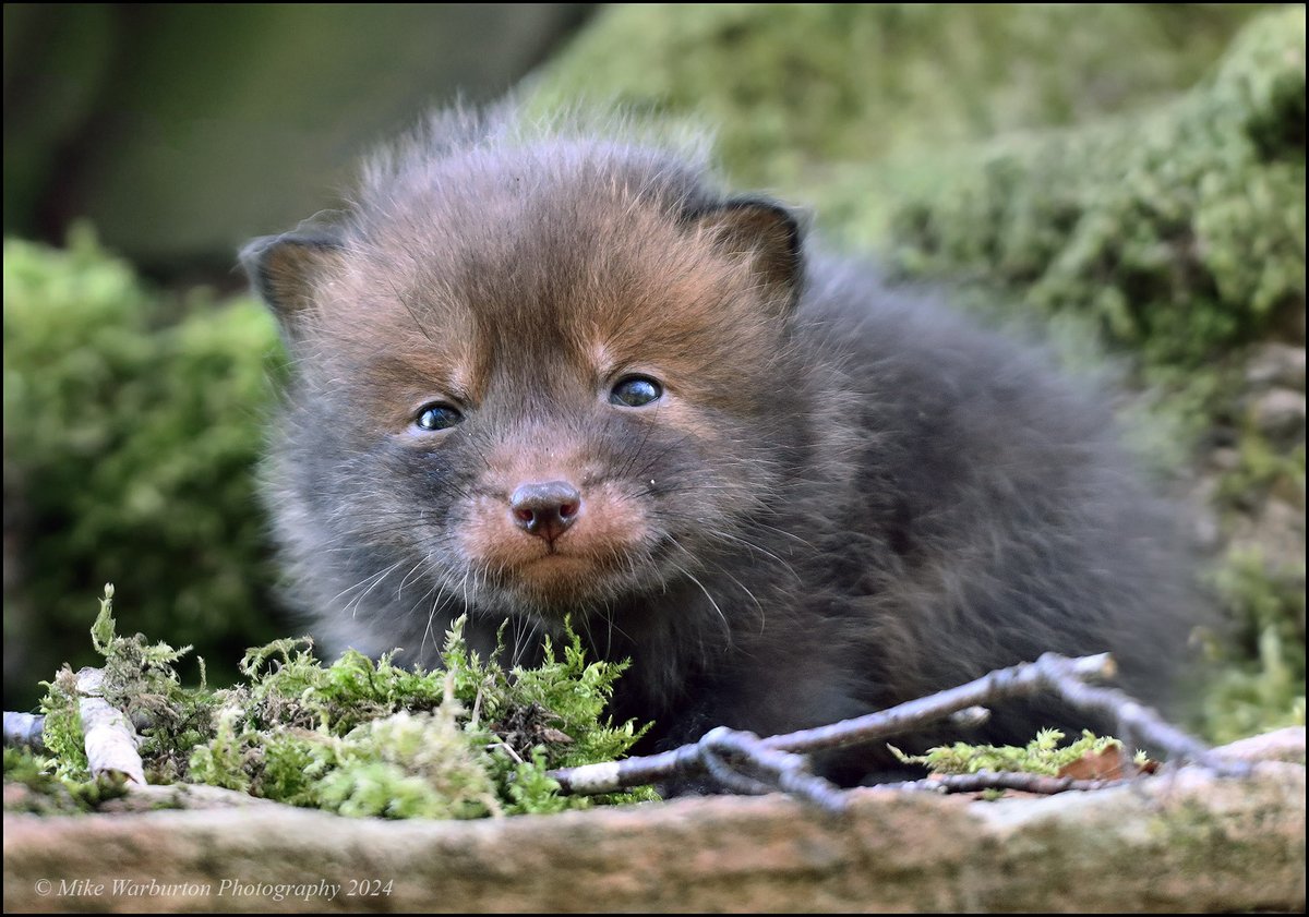 #Fox cub season  😀 Taken this morning in the #BreconBeacons #Wales #wildlife #nature #FoxOfTheDay @CanonUKandIE @BBCSpringwatch @WildlifeMag @BannauB #woodland #vulpesvulpes @WoodlandTrust @CoedCadw #wildlifephotography #RedFox