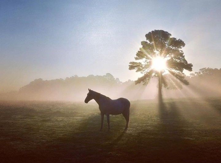 Good morning ☕️ All that is eternal in me Welcomes the wonder of this day, The field of brightness it creates Offering time for each thing To arise and illuminate. - John O'Donahue