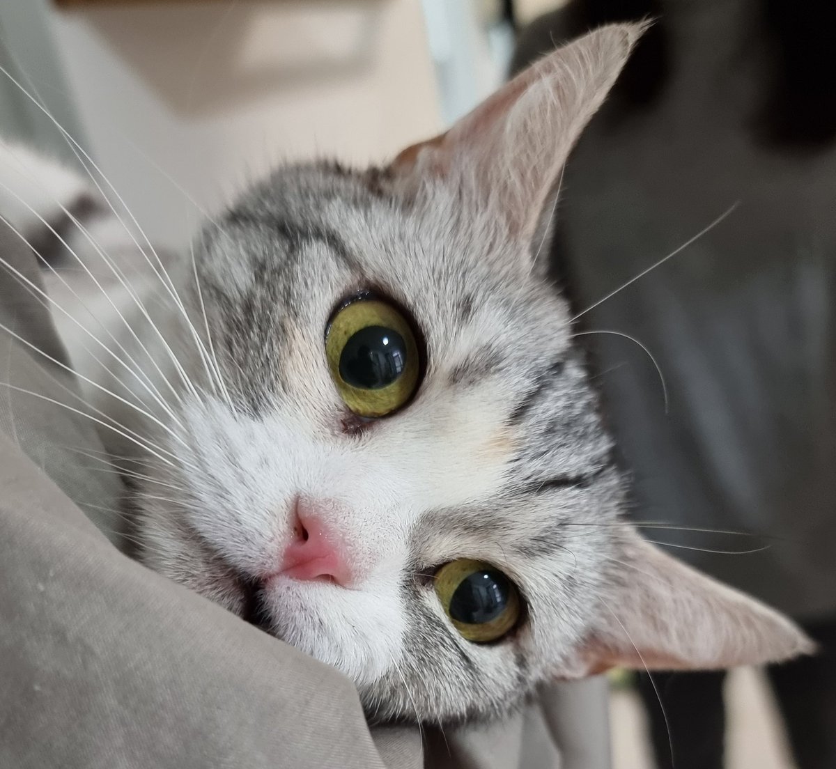 오늘 임보처 가기 전에 잠깐 만난 고양이 이번 남양주 번식장에서 구조된 레리에요! #나비야사랑해_레리 #가족을기다려요