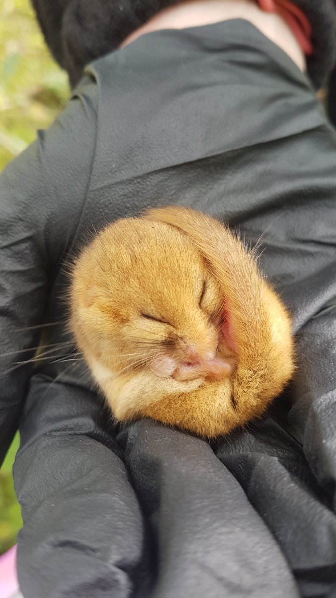 Lorna Griffiths tweet media