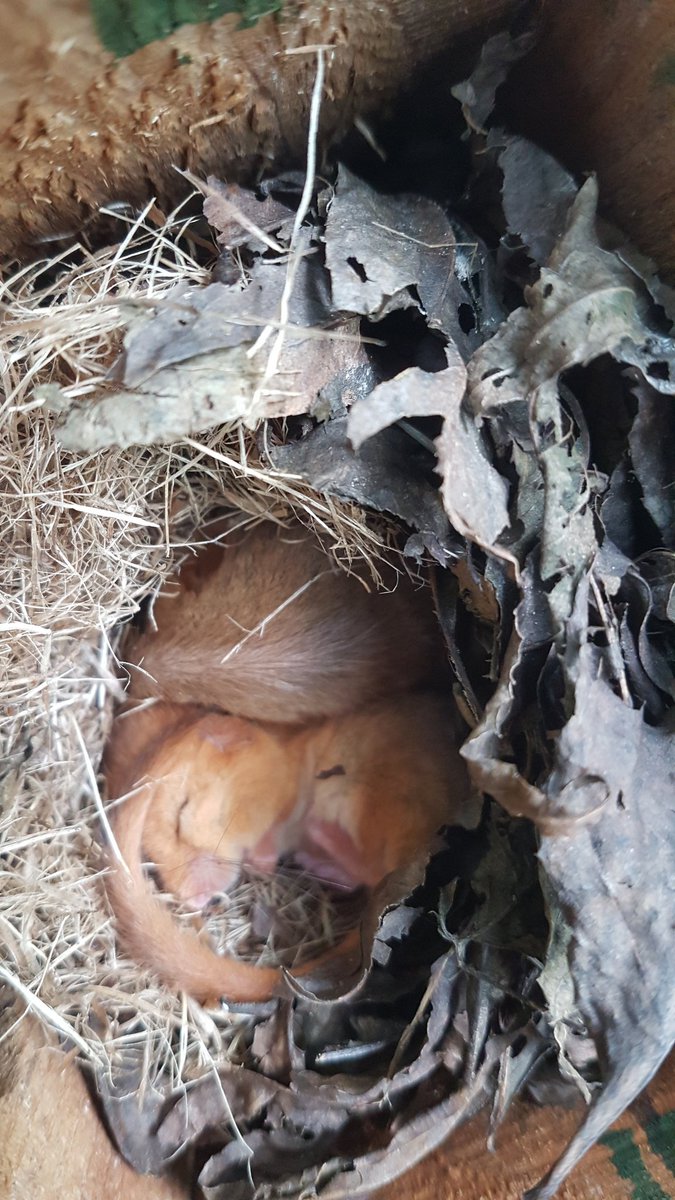 Lorna Griffiths tweet media