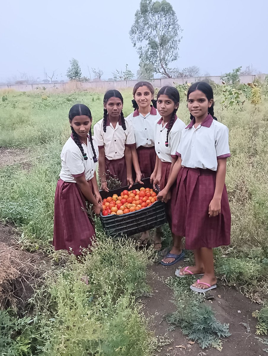 Think Globally Eat Locally... today our organic vegetables Tomatoes 26 kgs Brinjal 15 kgs..our students @BoathGirls are enjoying growing their own food..@TSWREISOCIETY @Collector_ADB @gschoolleaders @T4EduC @Alokit_India @DRonaldRose @HariniRaghavan3