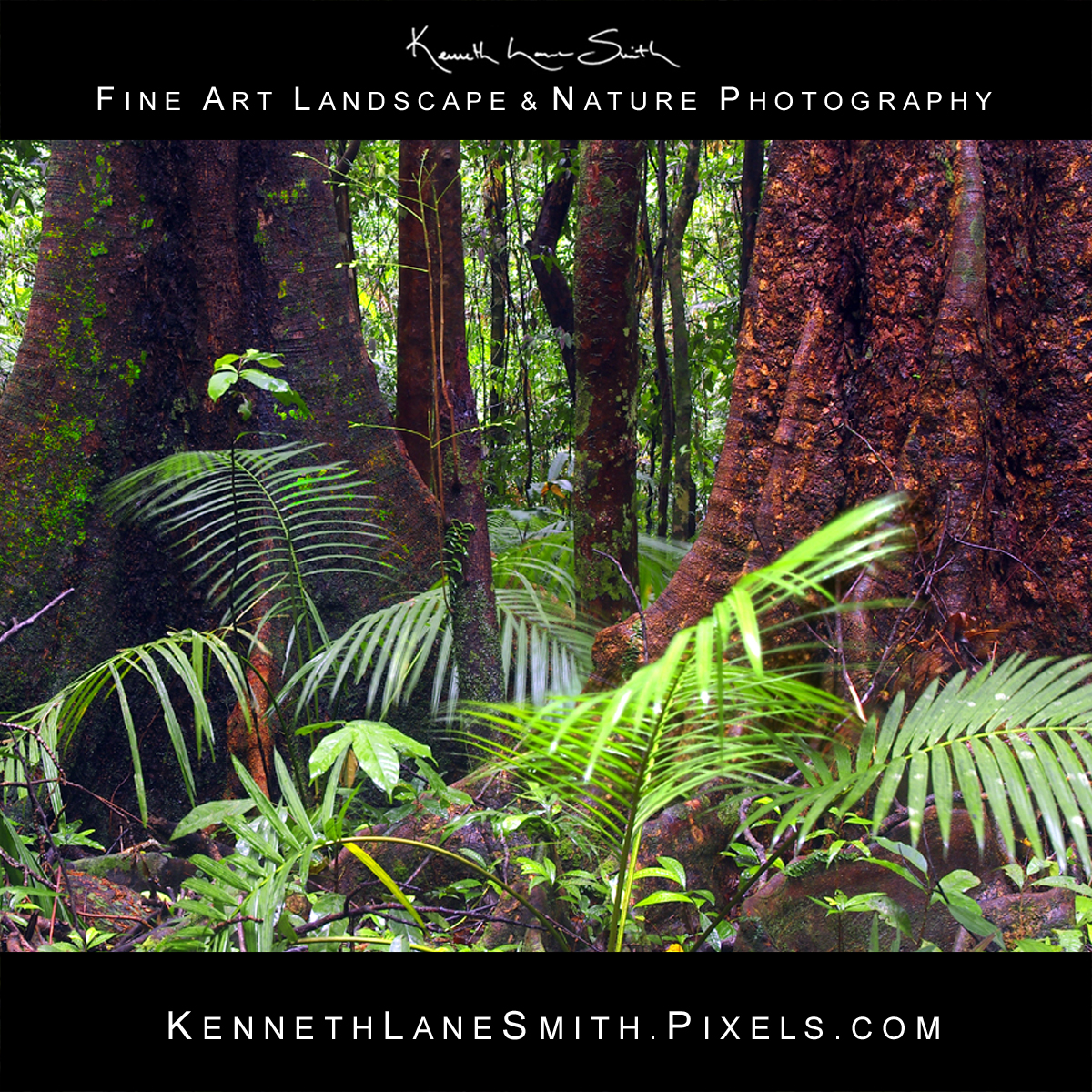 Kenneth83232172's tweet photo. "Rainforest Breezes" from the Kenneth Lane Smith 2.0 Collection  

Find It Here: https://t.co/ixHI0rzimQ

#australia #Explore #RainforestTrek #landscape #homedecorideas #artprint #buyintoart #fineartphotography #rtartboost https://t.co/yM84rJGTDt