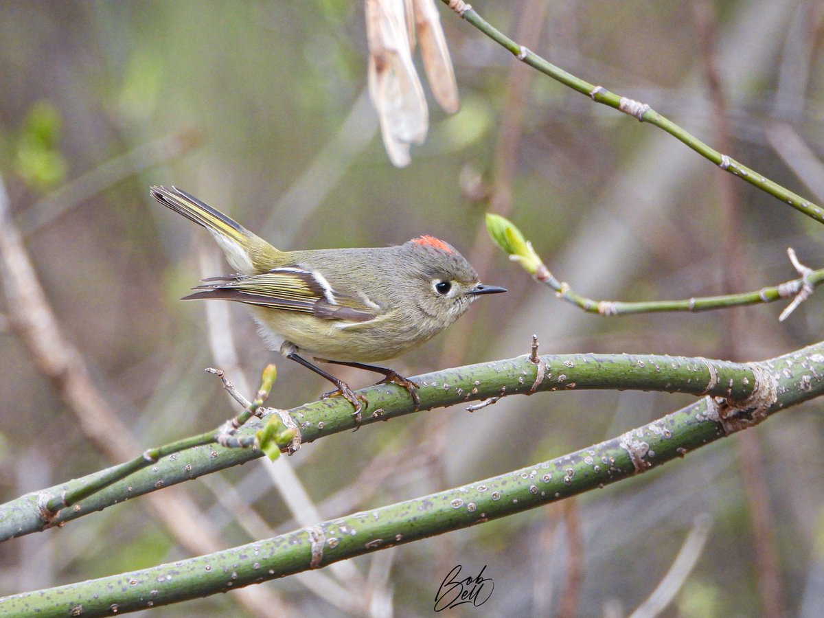 The Ruby-crowned Kinglets are passing through on their trip from their southern winter vacation to their breeding grounds further north. This one was at our pond this morning. I took 40 shots and this is one of only a few that are reasonably in focus! #birds #birding #HamOnt