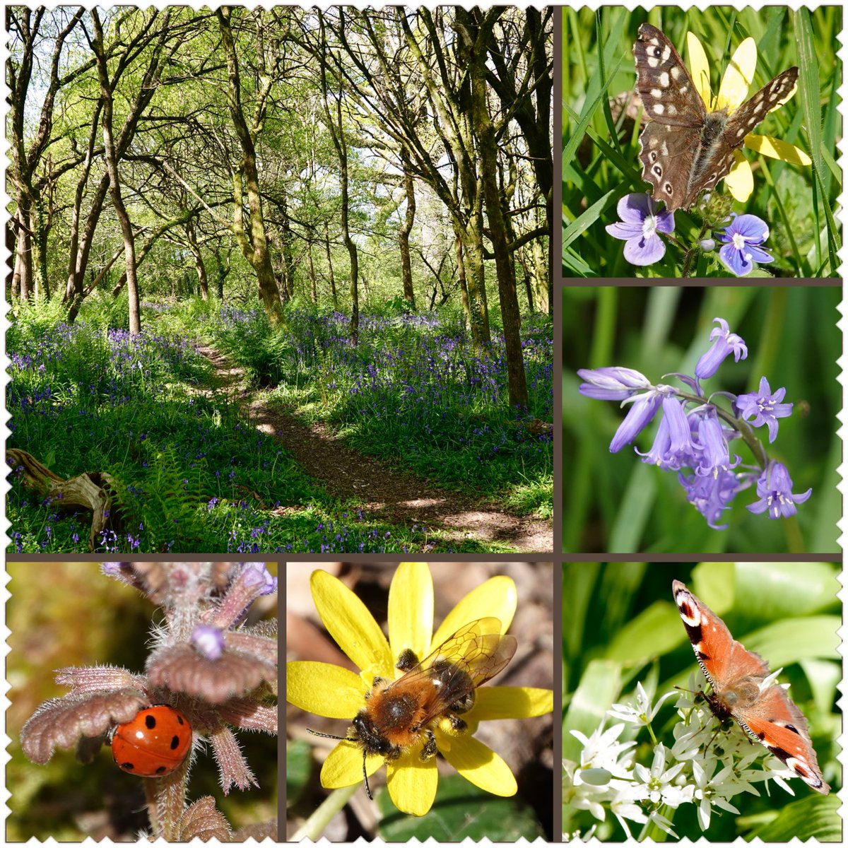 A very quick walk around the woods behind St Stephen's Church, Pamphill this morning hoping the bluebells were still glorious ,and they were. Birds singing but hiding, my 1st Spk Wood this year and a few Grey-patched Mining bees also firsts.